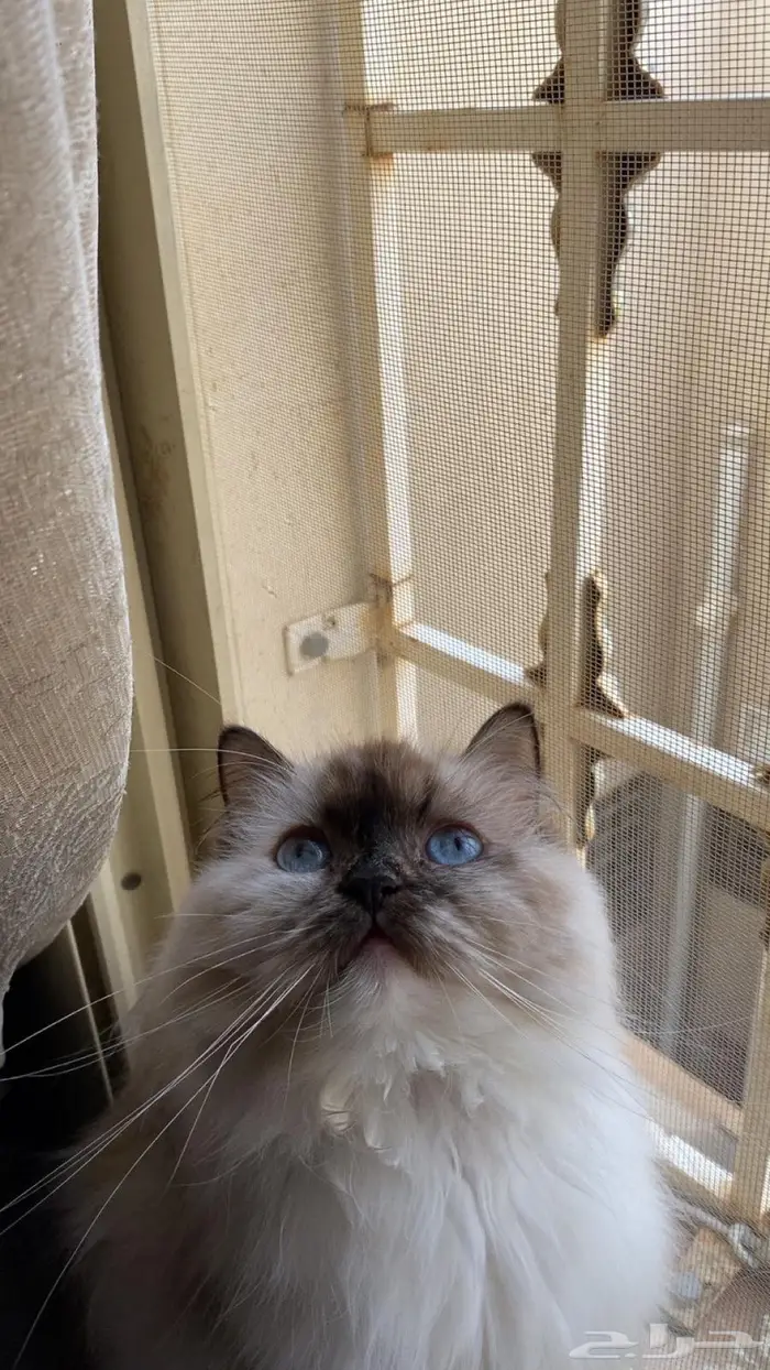 للبيع قط هملايا ويذكر الباقي برقم الجوال 1