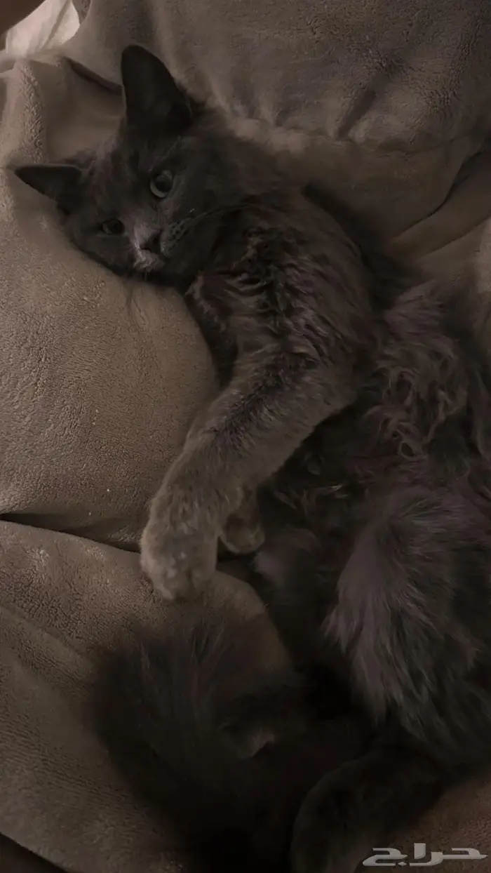 قطه انثى شيرازي للتبني 0