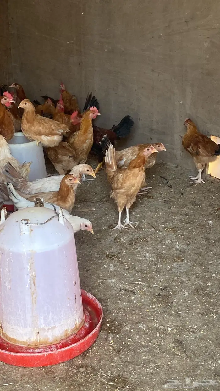 دجاج بلدي بشاير للبيع 1