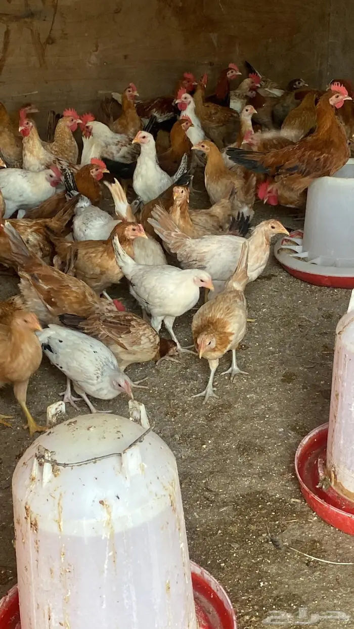 دجاج بلدي بشاير للبيع 2