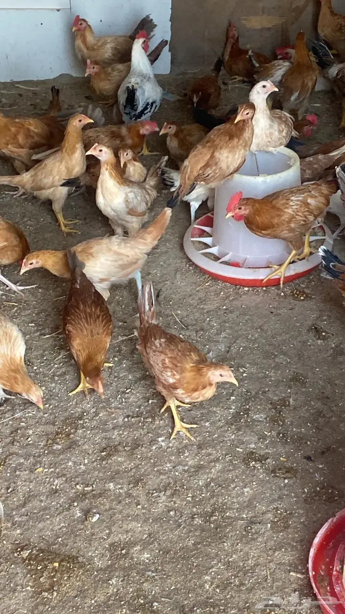 دجاج بلدي بشاير للبيع 0