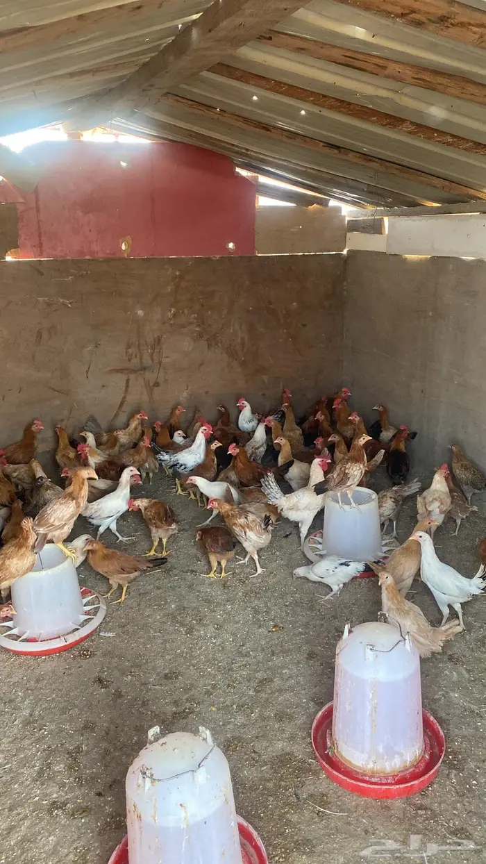 دجاج بلدي بشاير للبيع 3