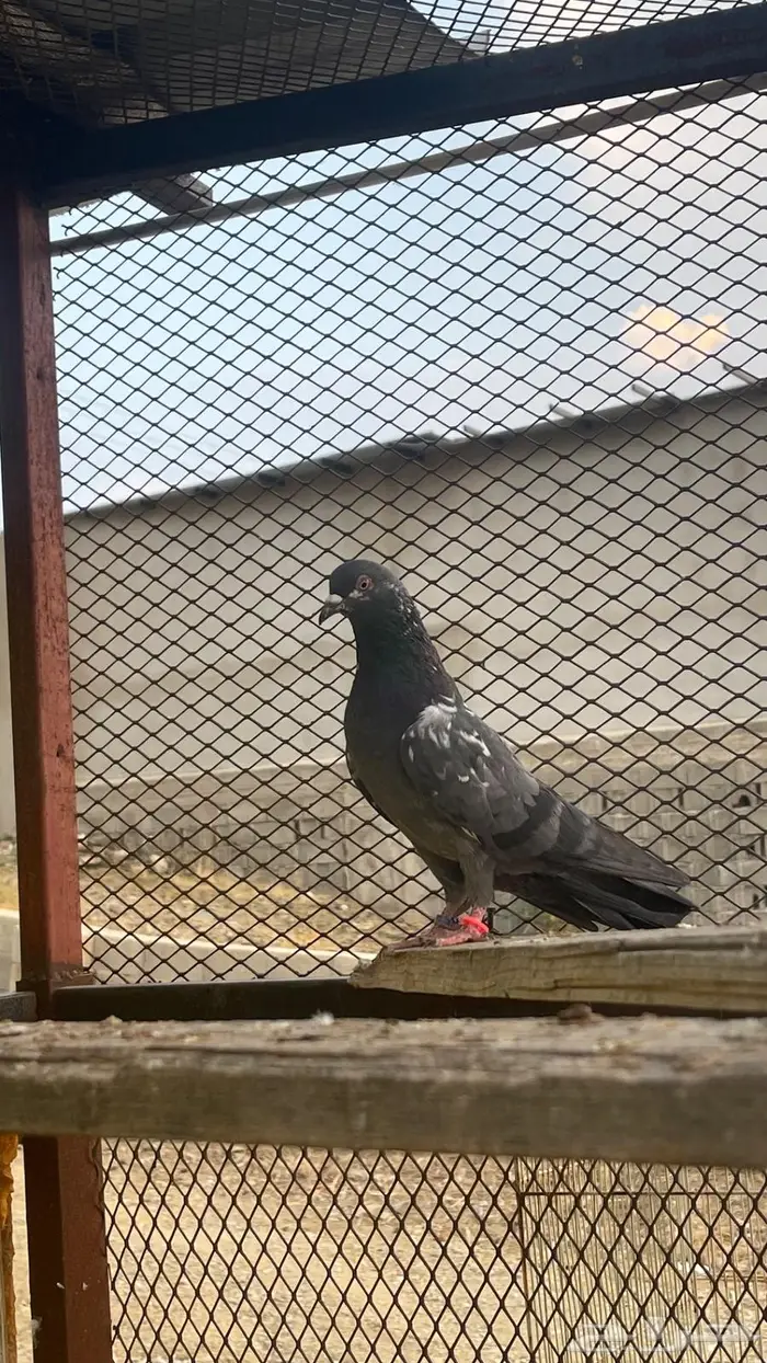 كمنقر مياه نذير 0