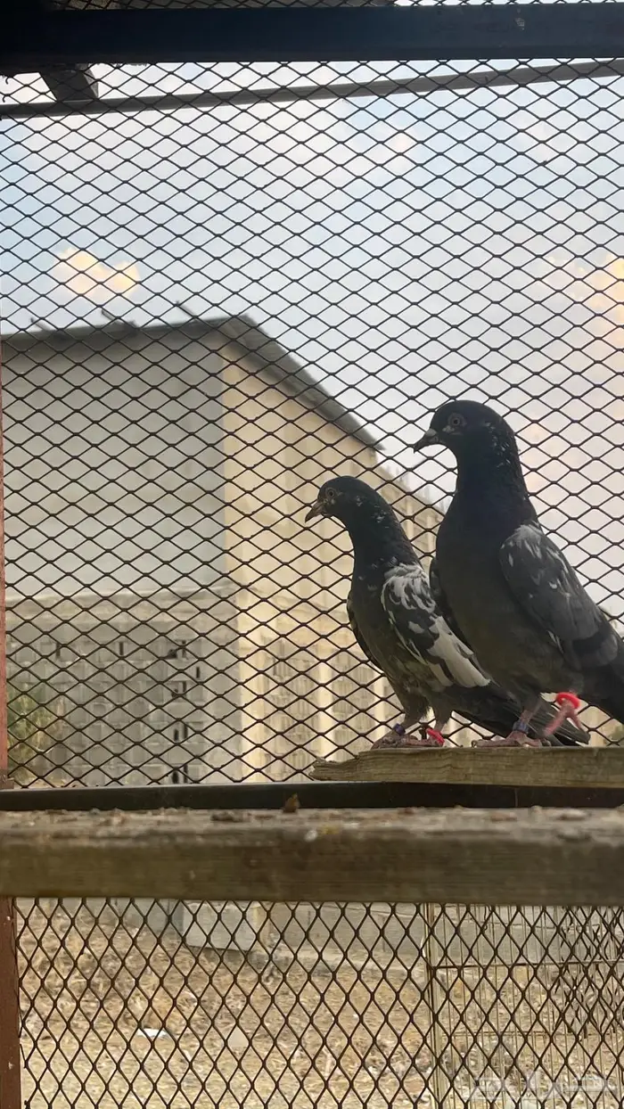 كمنقر مياه نذير 2