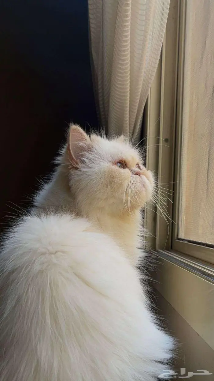 قطط بيكي فيس للتبني 2