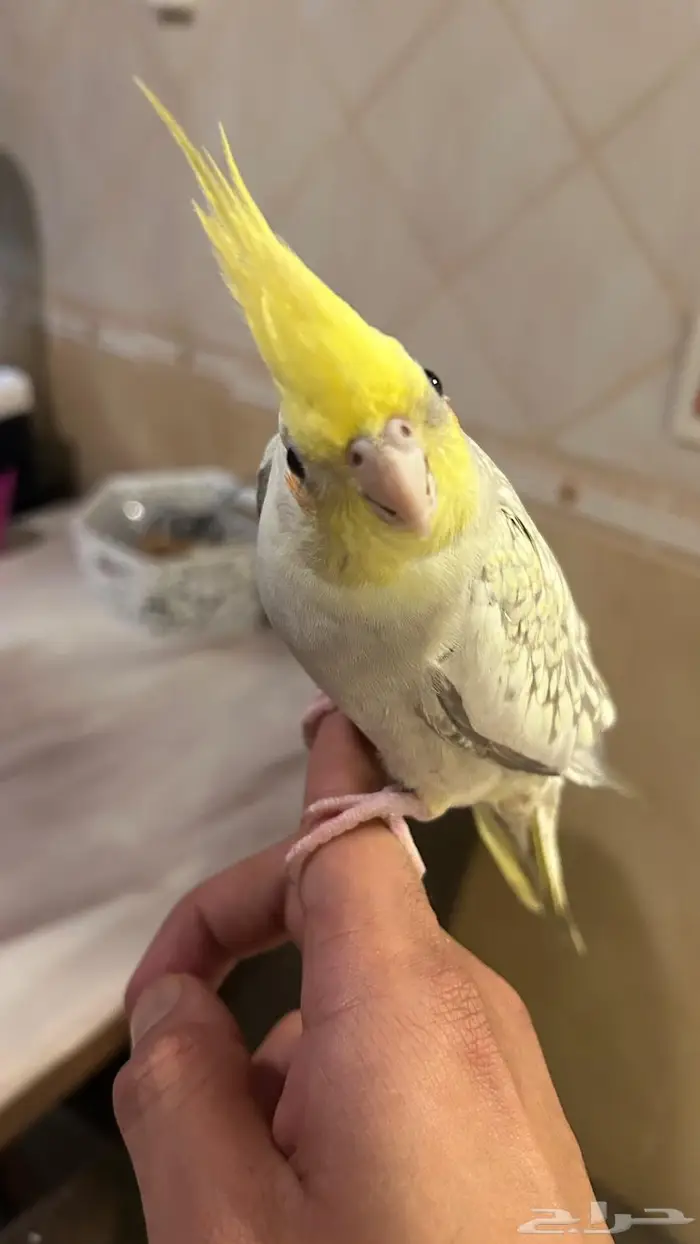 كروان ذكر و انثى اليفين 3