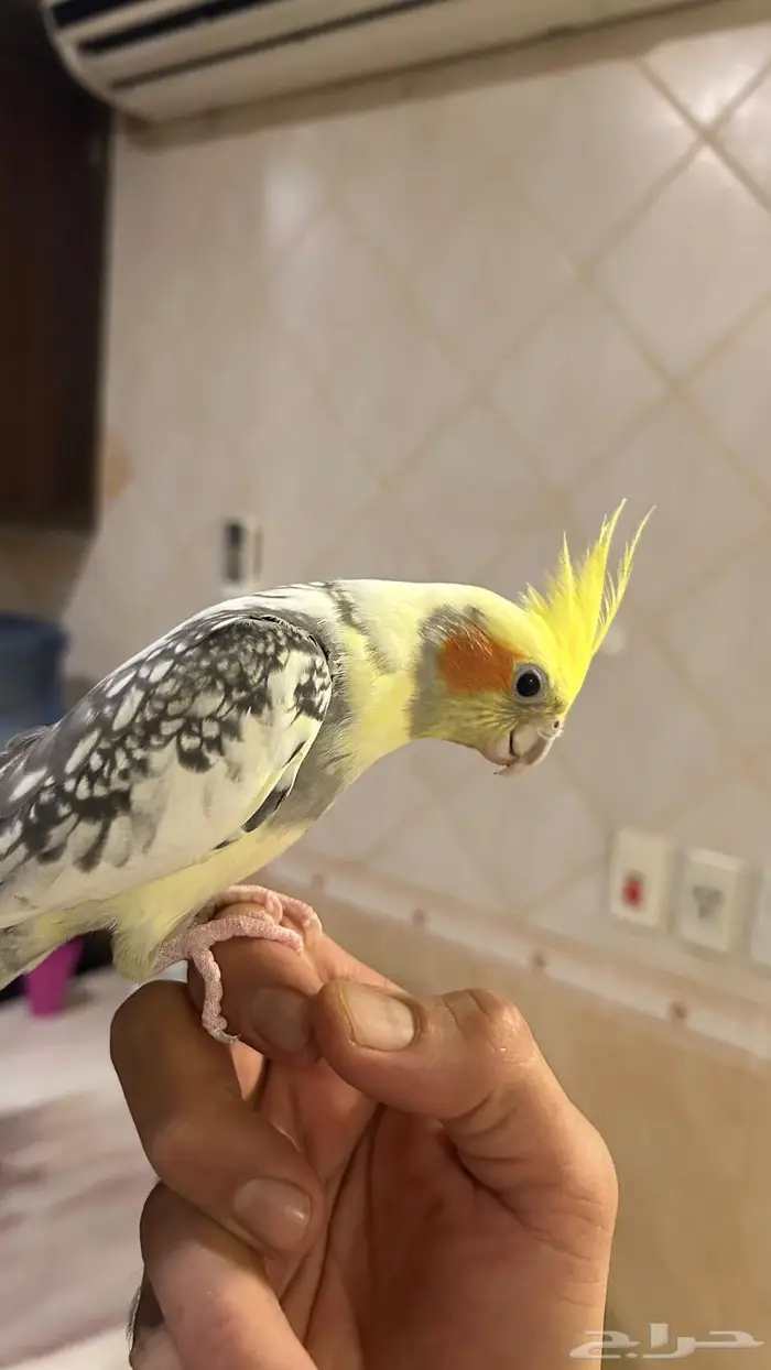 كروان ذكر و انثى اليفين 2