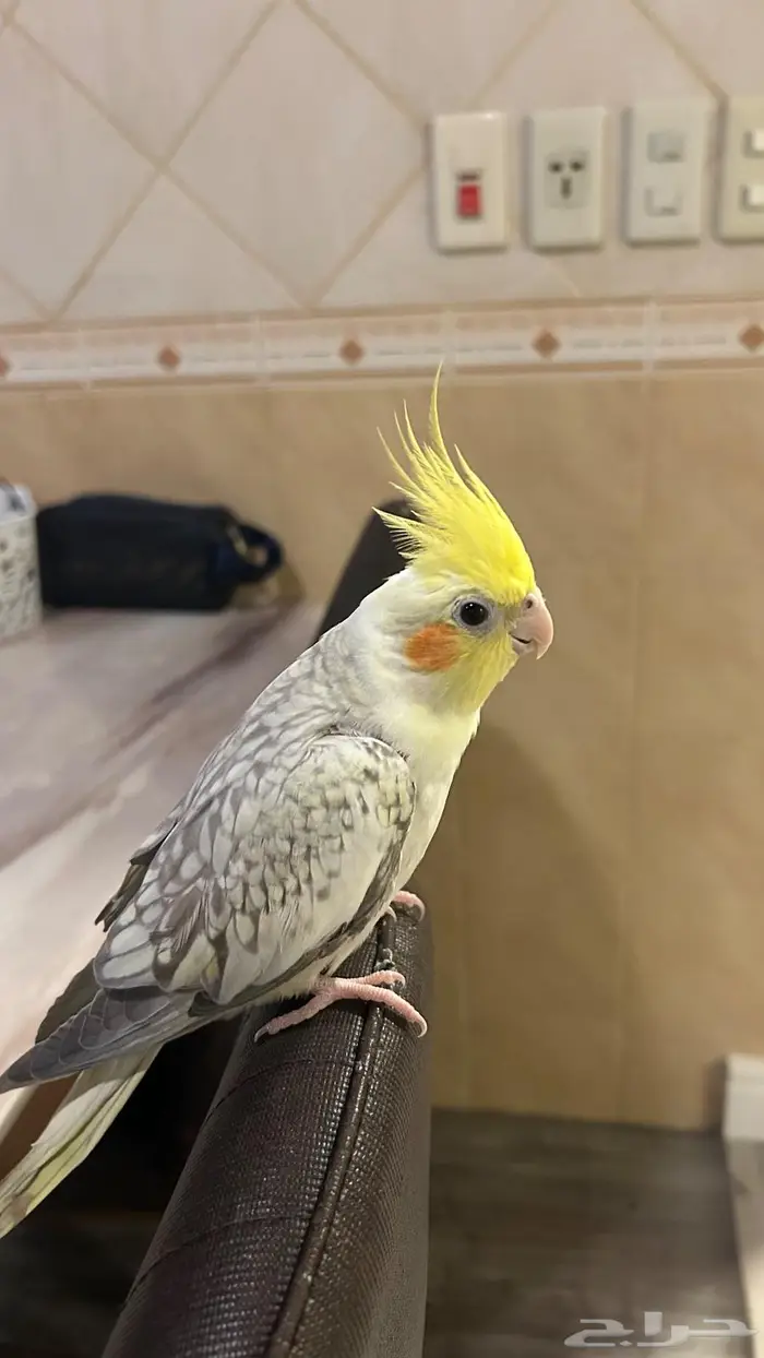 كروان ذكر و انثى اليفين 4