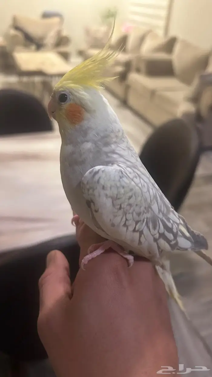 كروان ذكر و انثى اليفين 5