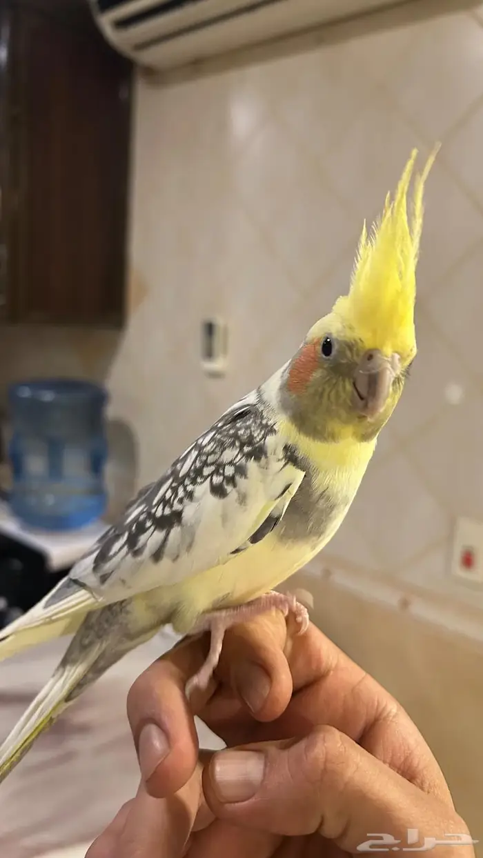 كروان ذكر و انثى اليفين 1