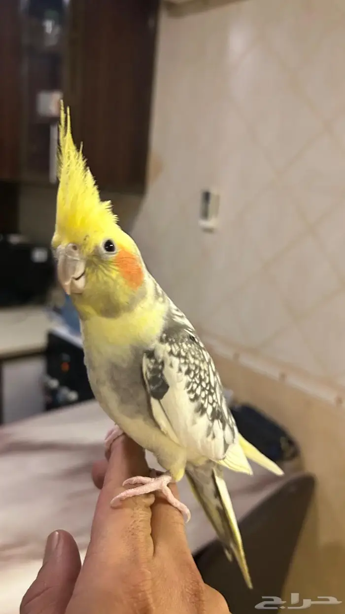 كروان ذكر و انثى اليفين 0