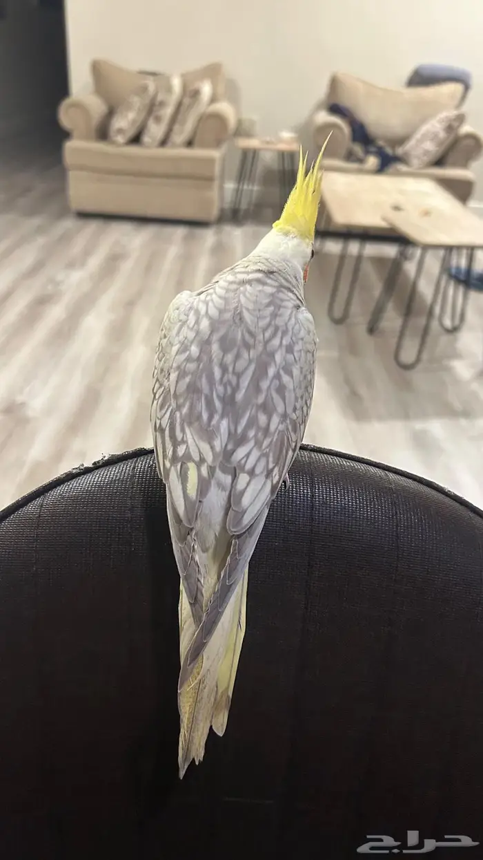 كروان ذكر و انثى اليفين 6