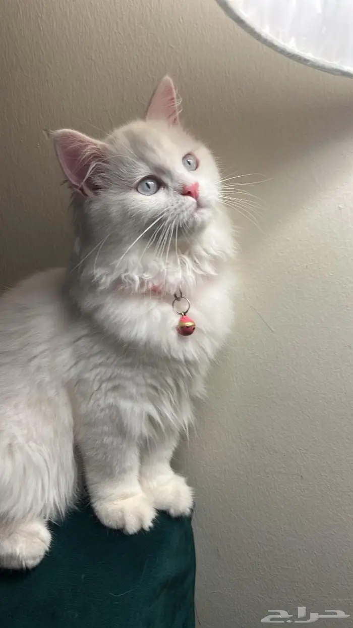 قطة شيرازي 1