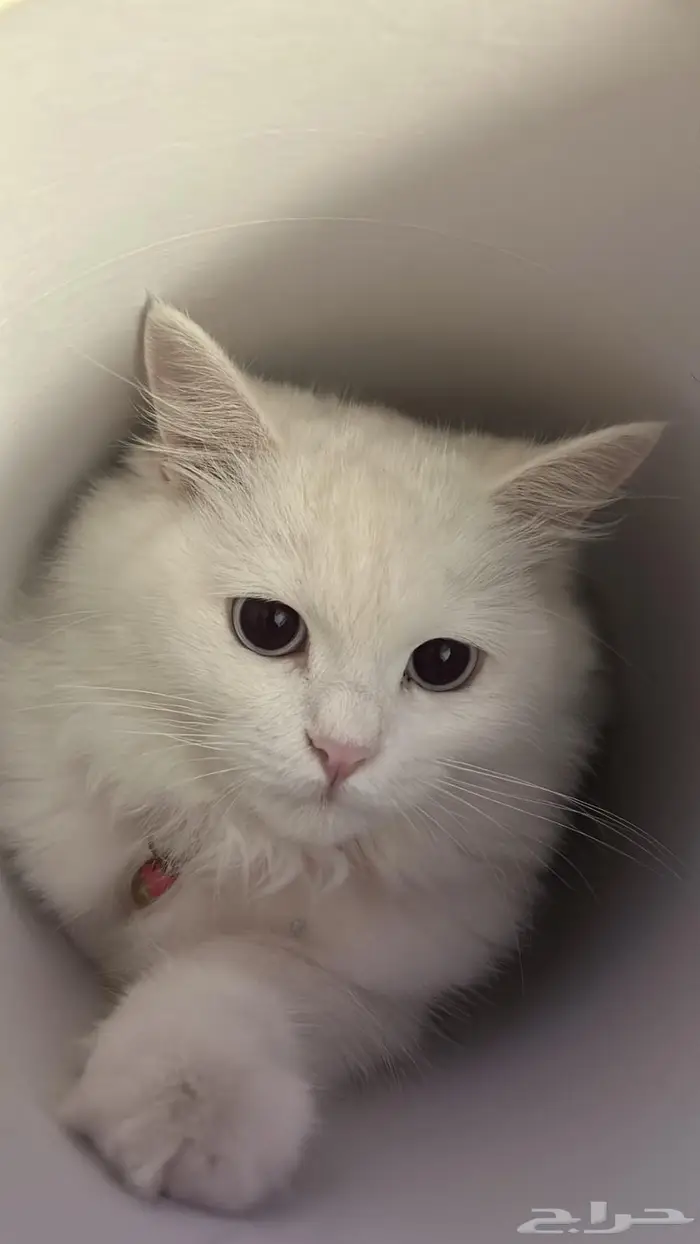 قطة شيرازي 0