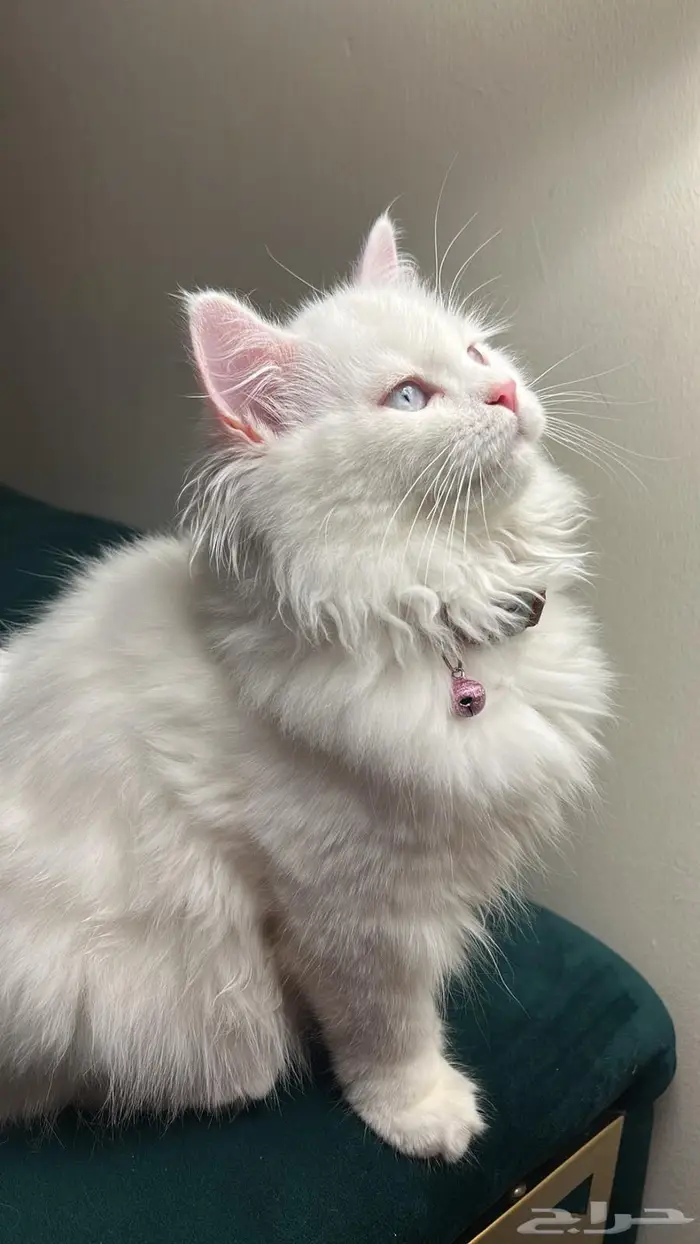 قطة شيرازي 2