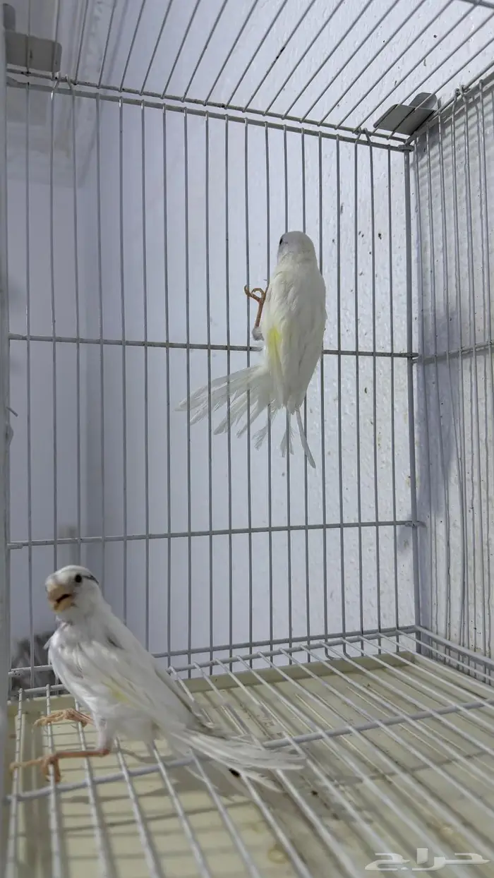 فروخ كناري سوري لون ابيض 0