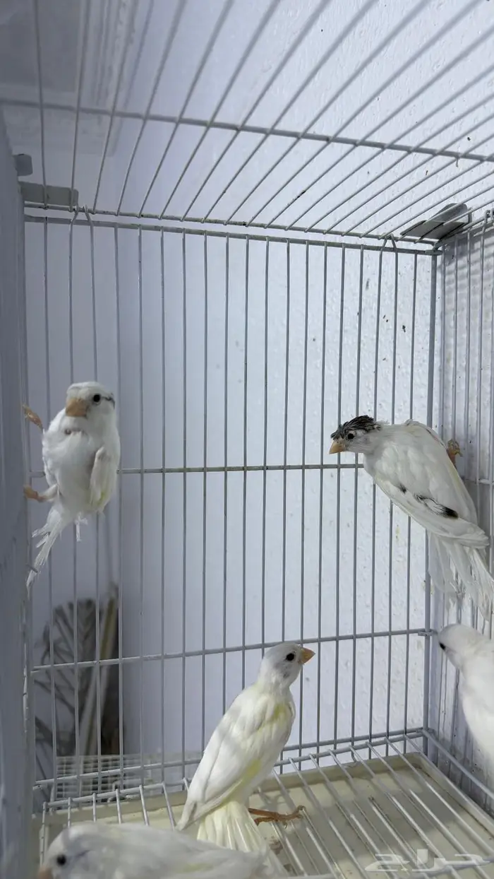 فروخ كناري سوري لون ابيض 2