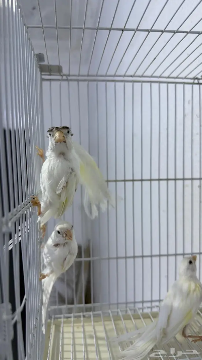 فروخ كناري سوري لون ابيض 1