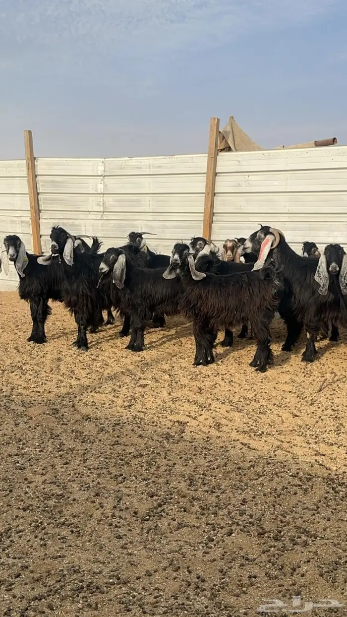 معزا دفيع للبيع 0