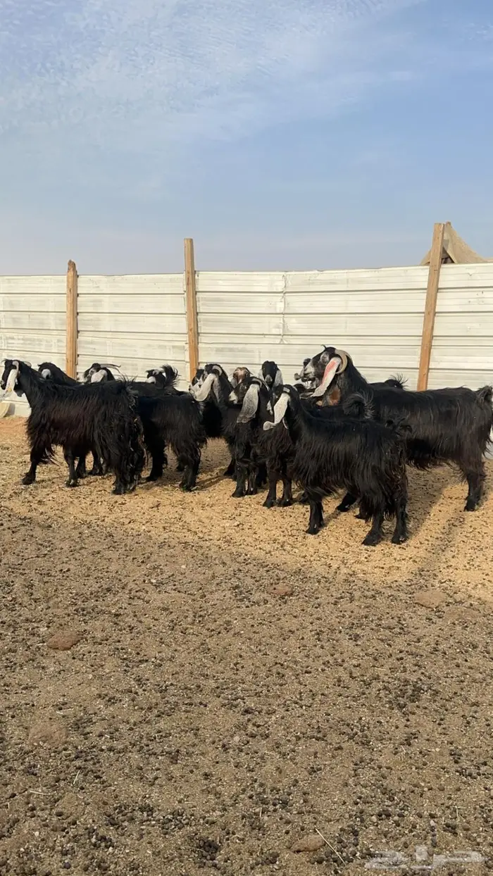 معزا دفيع للبيع 1