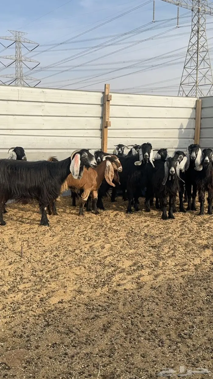 معزا دفيع للبيع 3