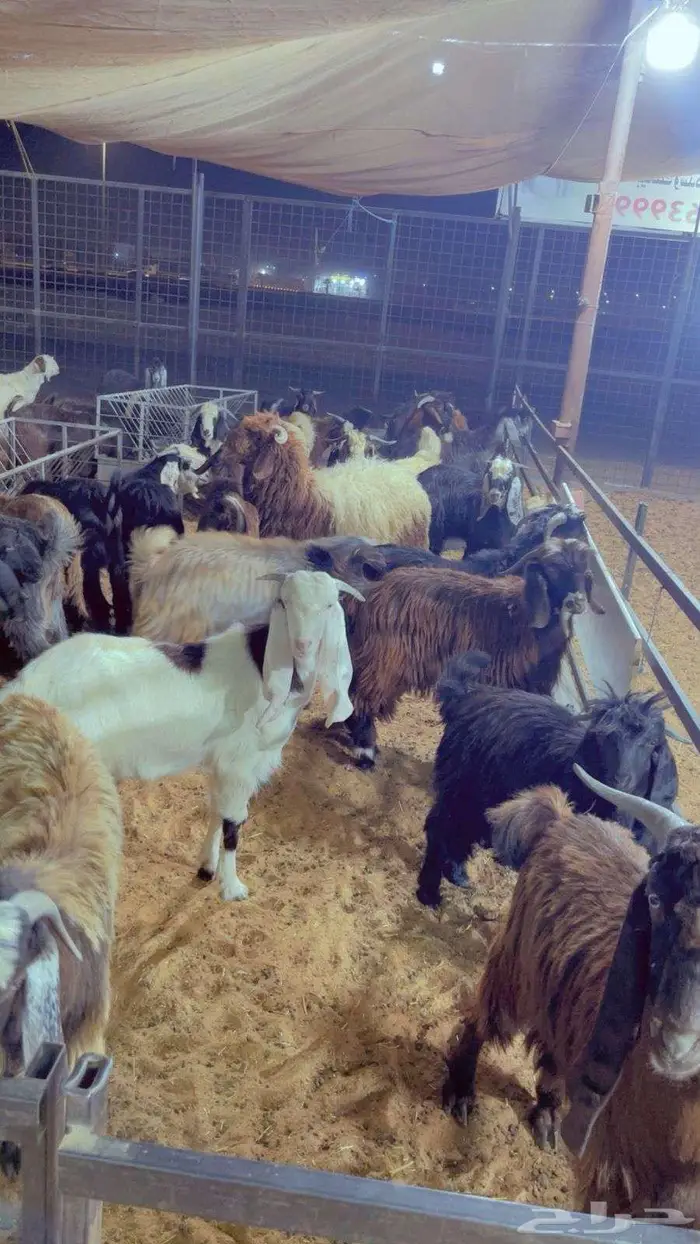 ذبايح تابي وتمارا 4