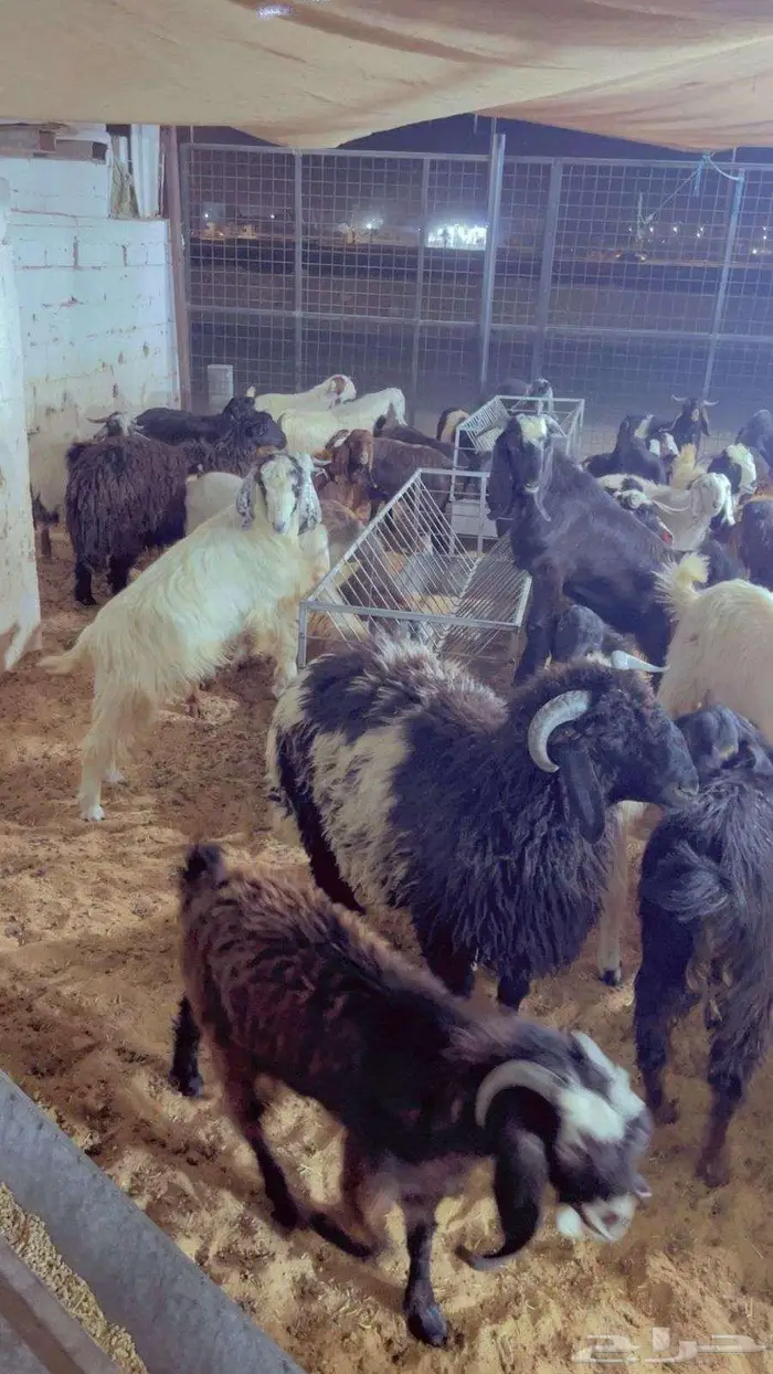 ذبايح تابي وتمارا 3