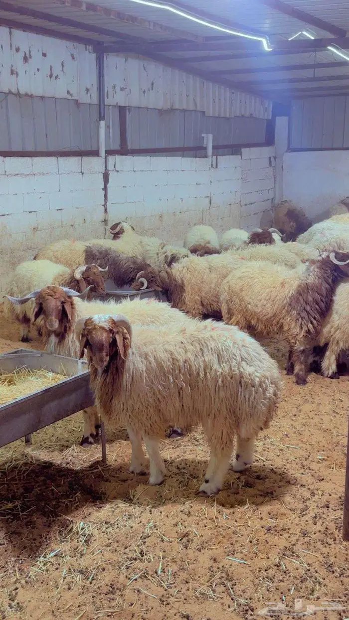 ذبايح تابي وتمارا 5