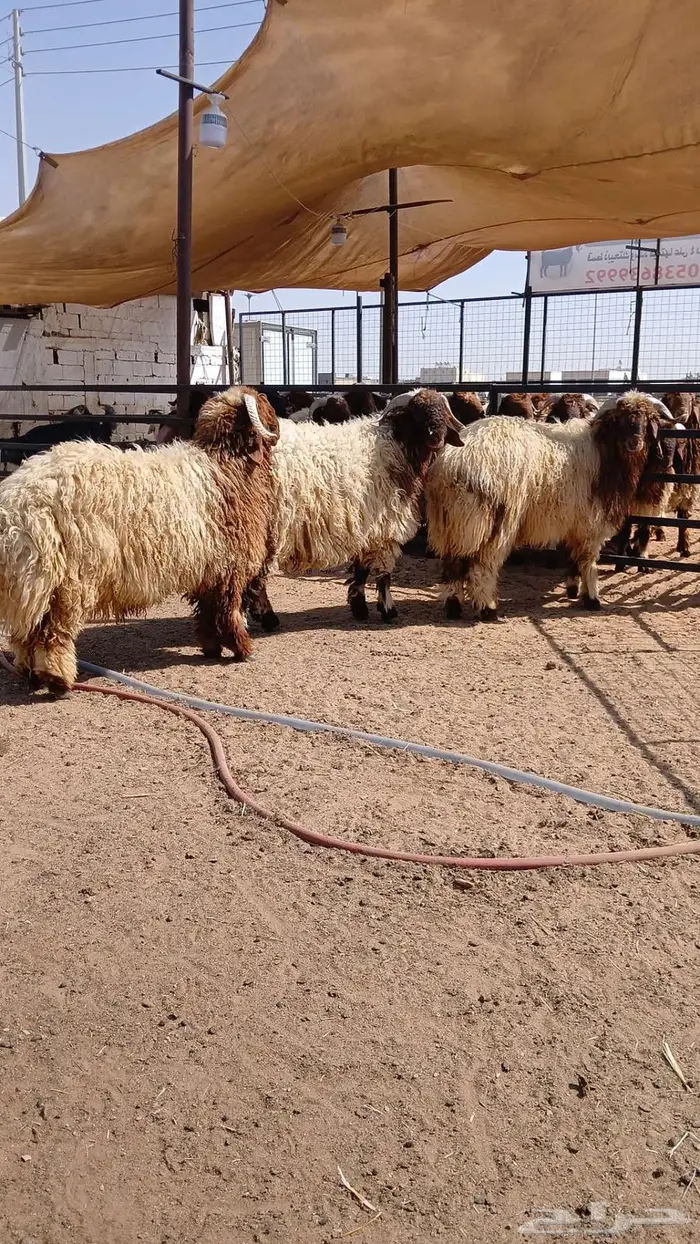 ذبايح تابي وتمارا 7