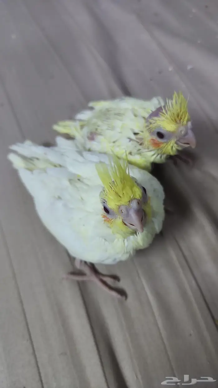 فروخ كروان لاتينو 3