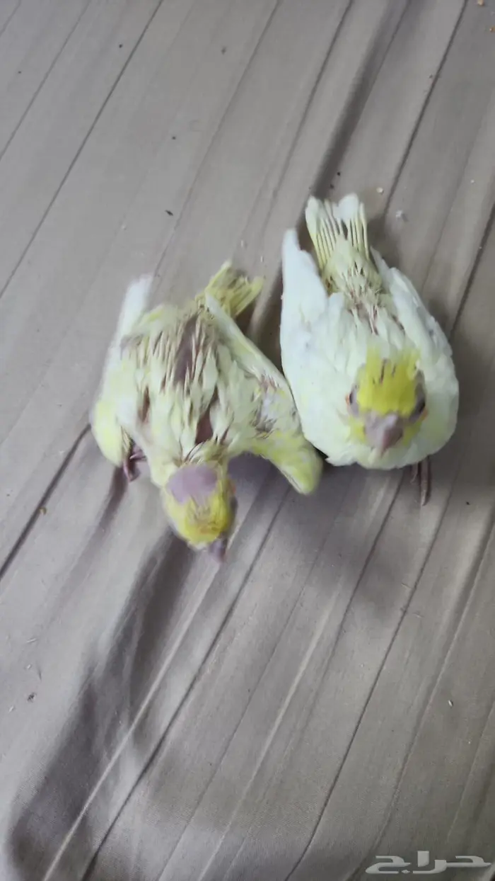 فروخ كروان لاتينو 0