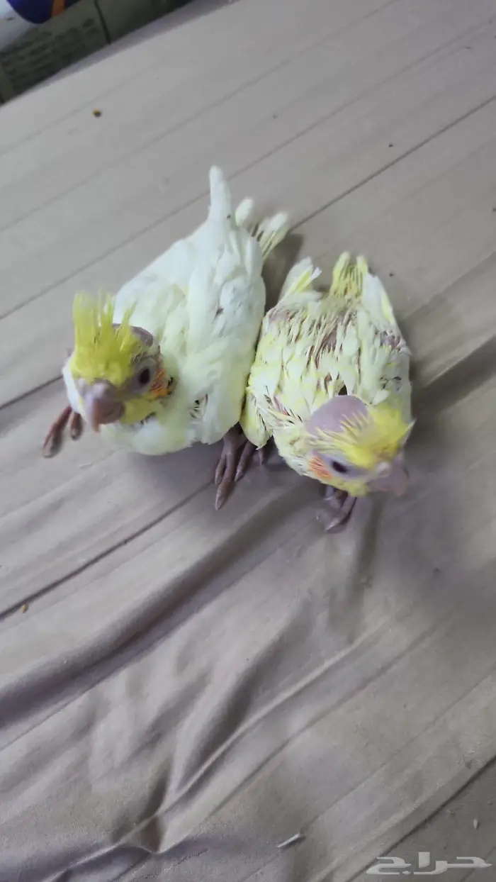 فروخ كروان لاتينو 2