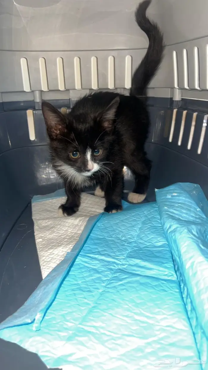 قطة صغيرة بلدي انثى لطيفة سليمة تم انقاذها وفحصها 0