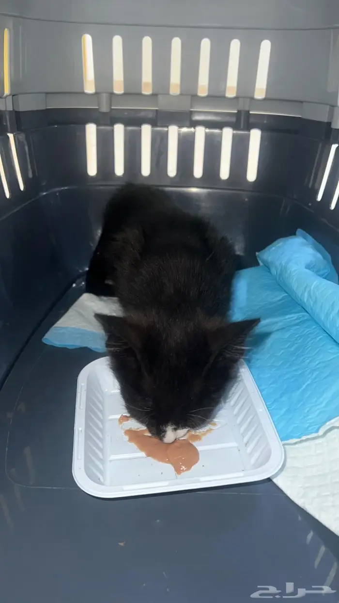 قطة صغيرة بلدي انثى لطيفة سليمة تم انقاذها وفحصها 2