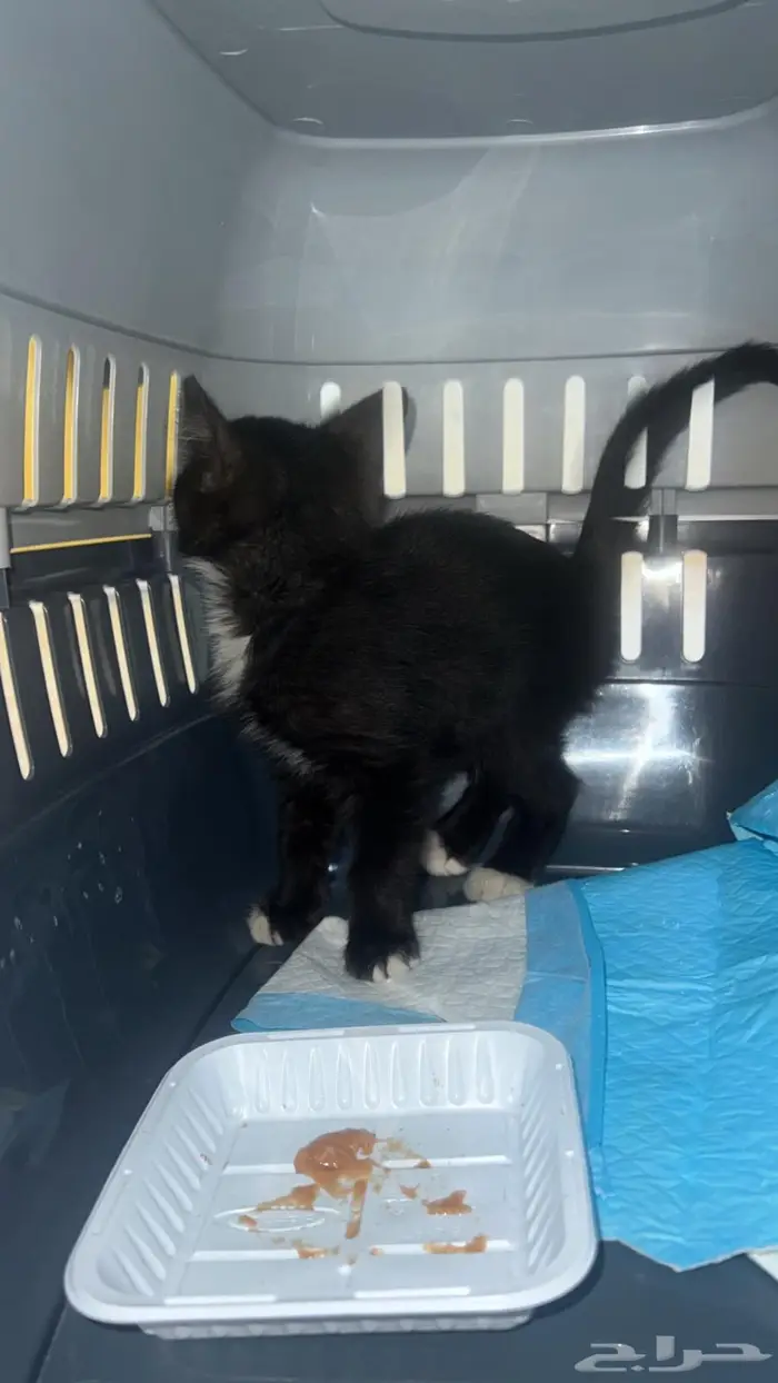 قطة صغيرة بلدي انثى لطيفة سليمة تم انقاذها وفحصها 1