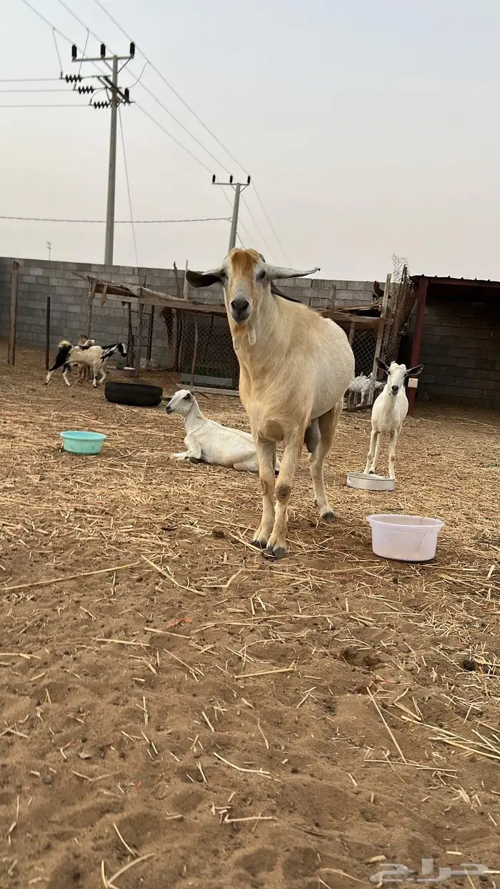 معزه العدد 7 دفاع 0