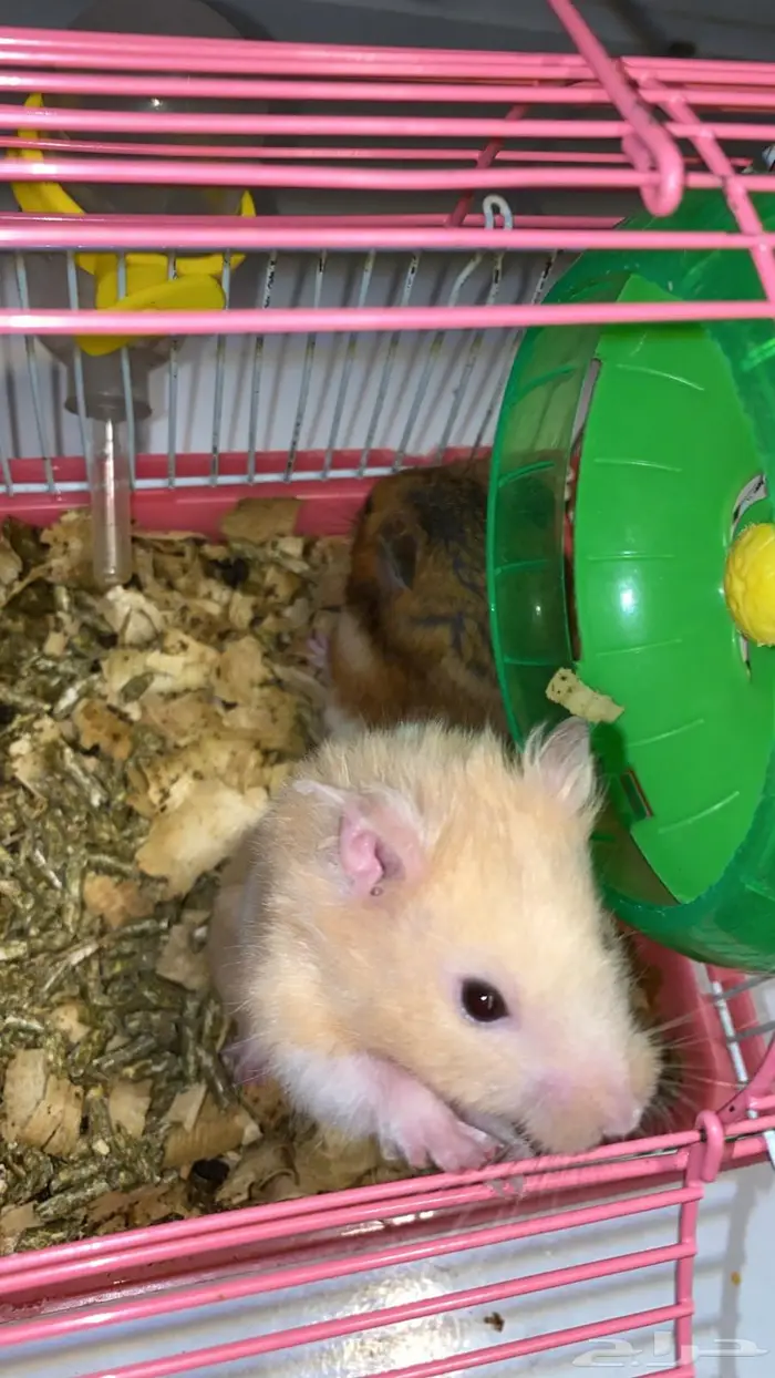 للبيع هامستر 2