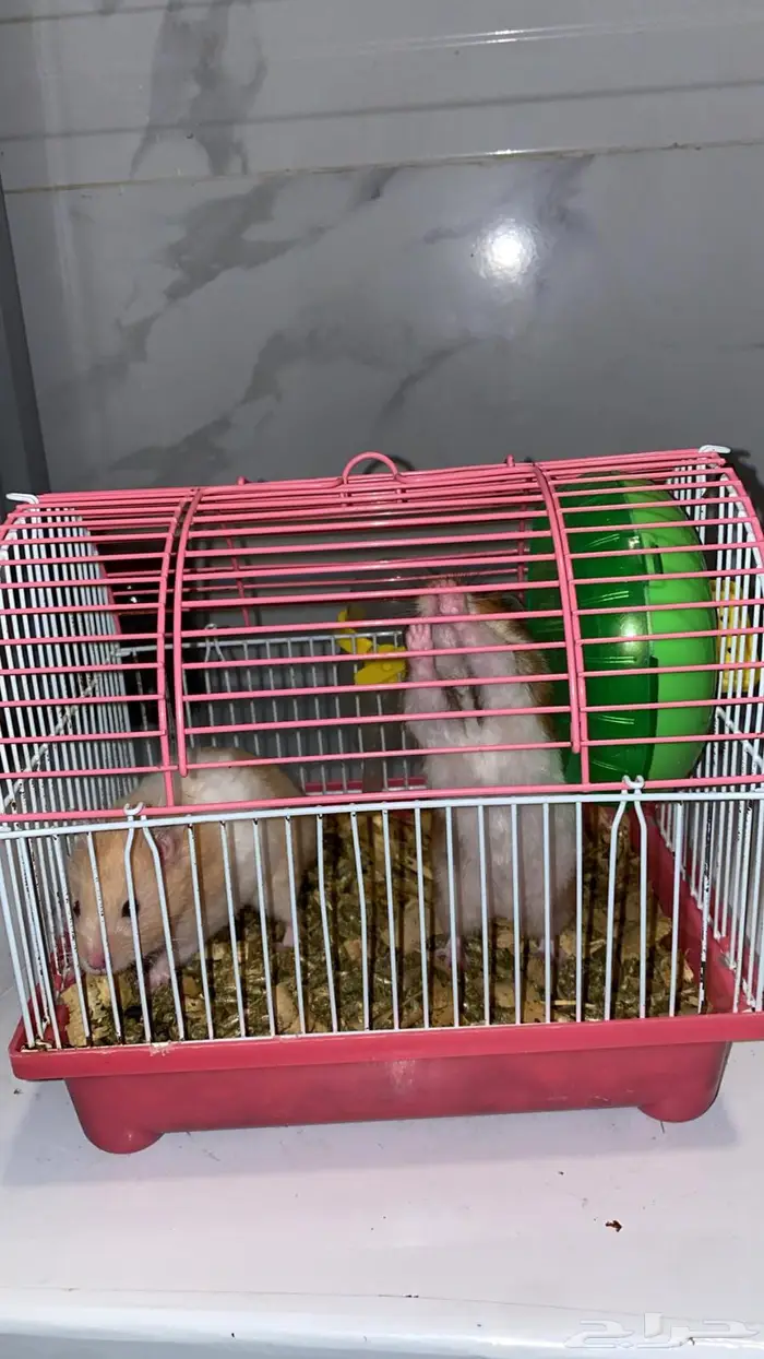 للبيع هامستر 0