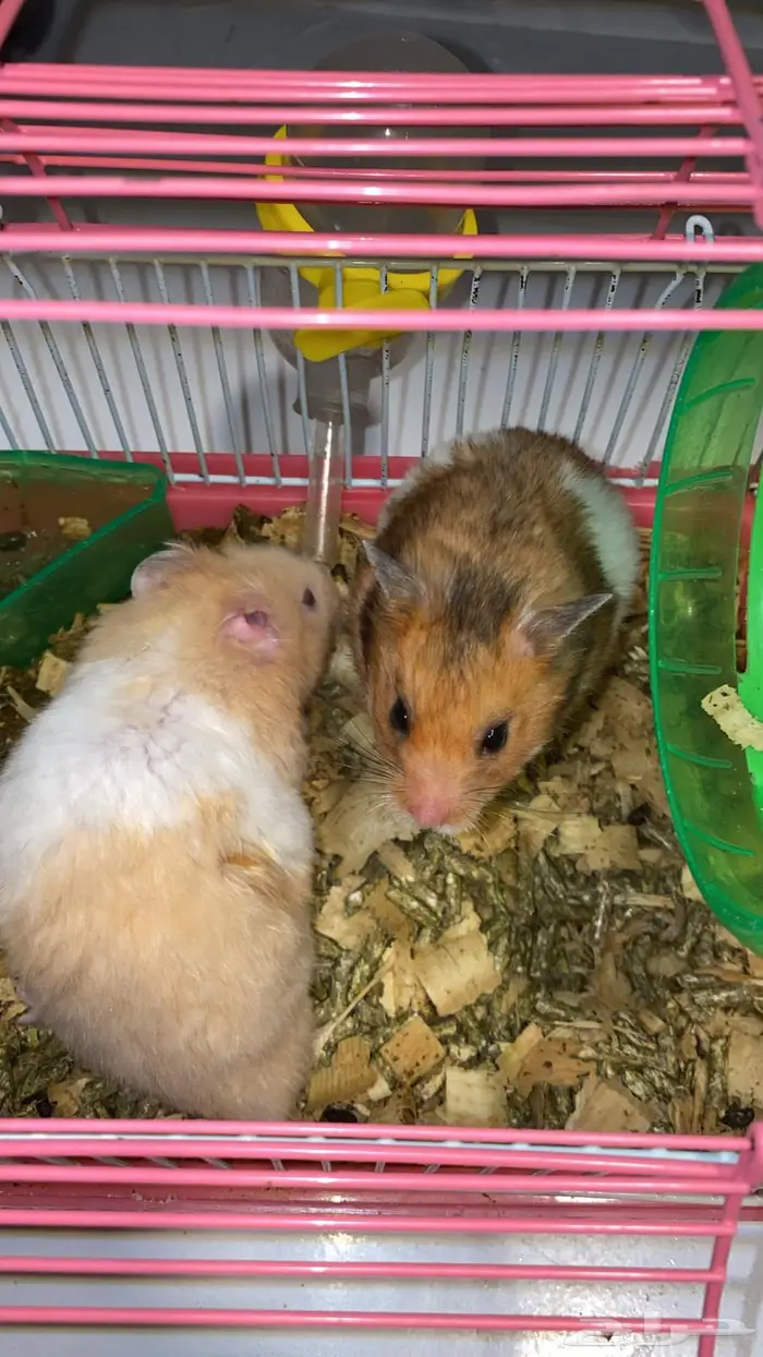 للبيع هامستر 1