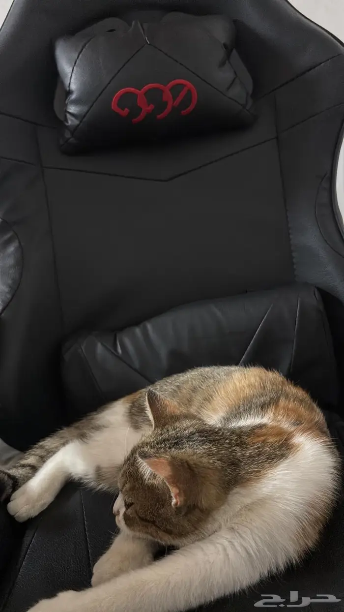 قطوة ضايعة 1