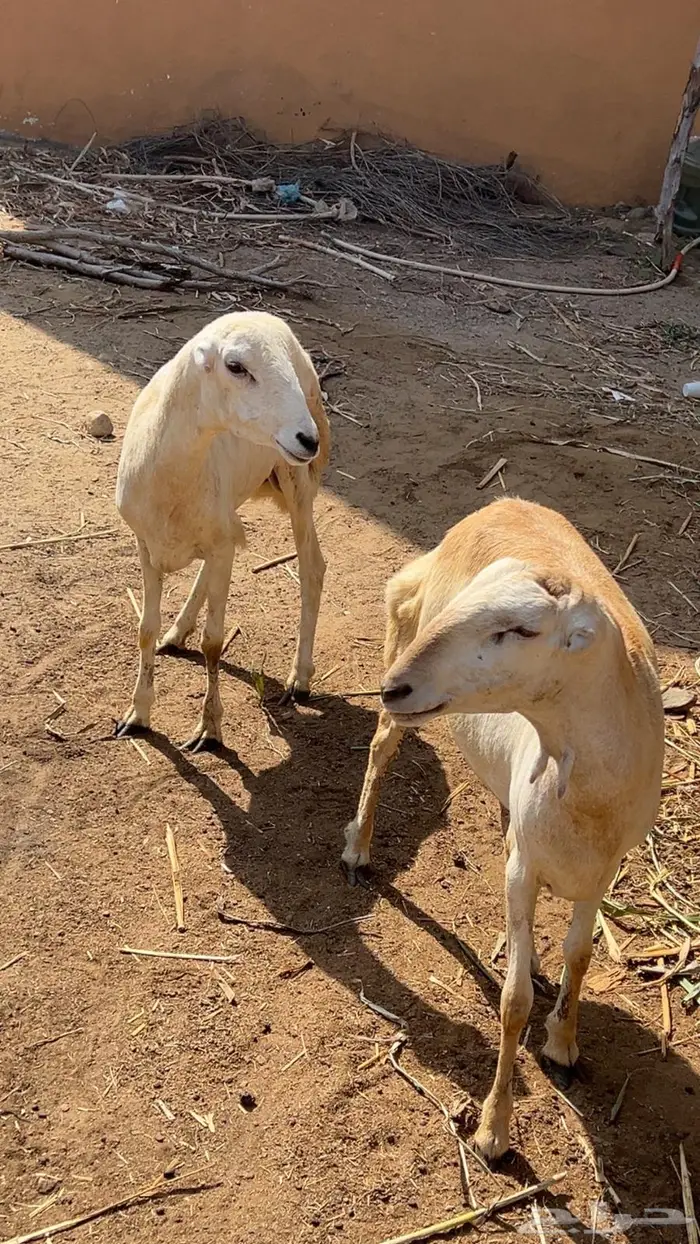 خرفان للبيع 1