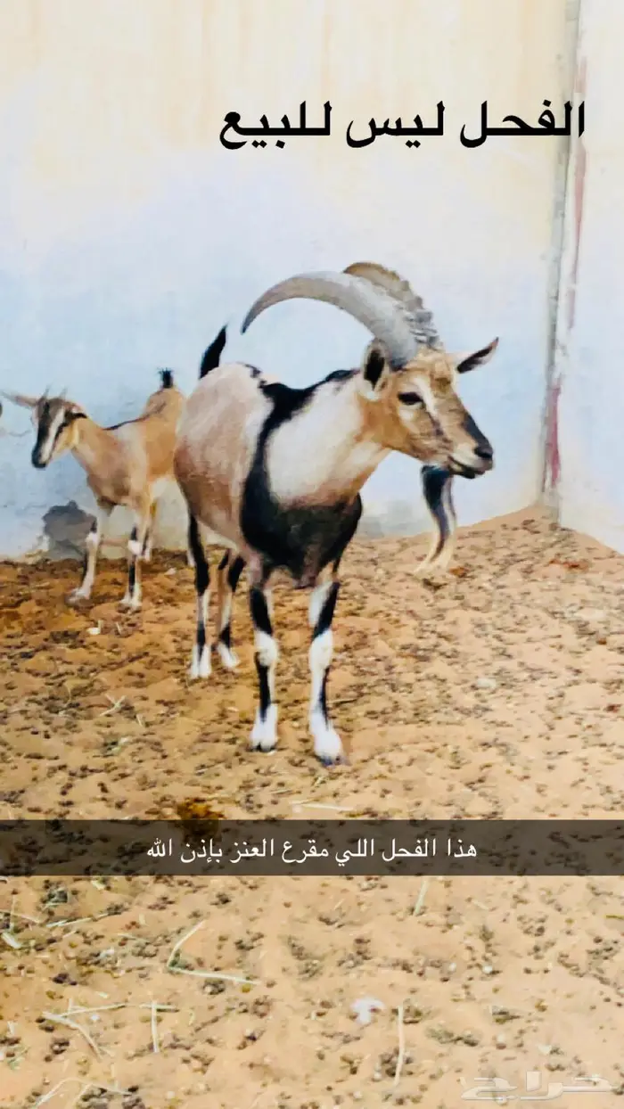 ماعز هجين وعل 2