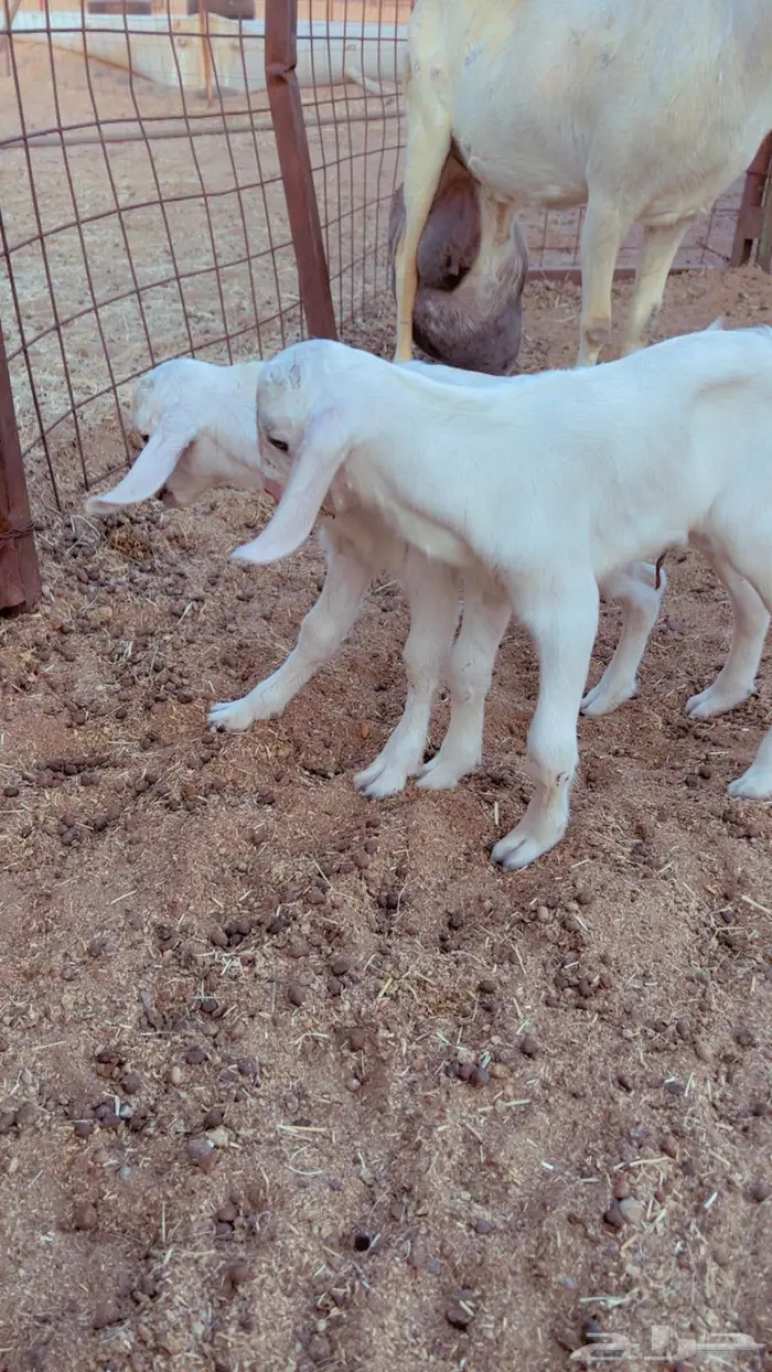 للبيع فحل بيشي اصيل 2