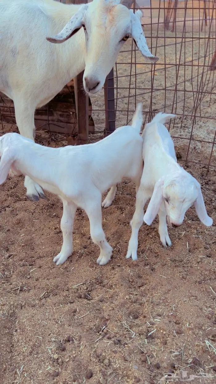 للبيع فحل بيشي اصيل 3