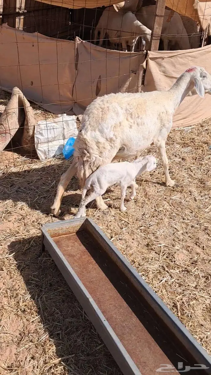 مزاد مزاد مزاد مطفل حريه 1