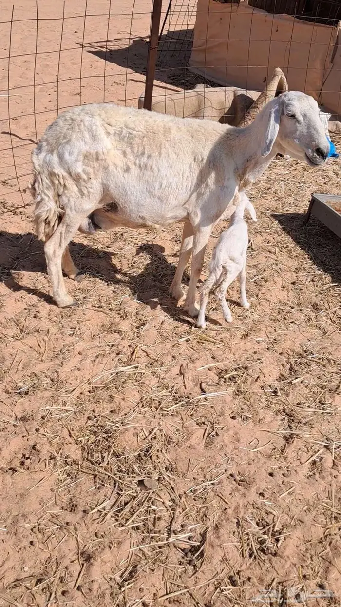 مزاد مزاد مزاد مطفل حريه 2