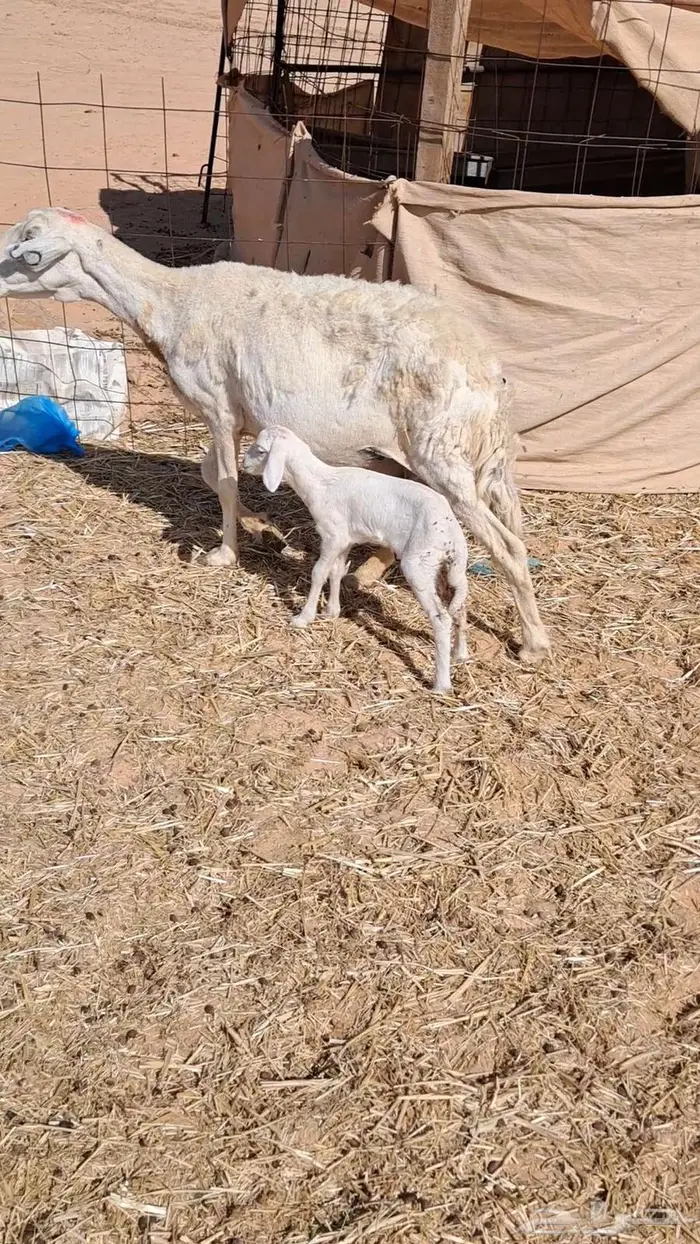 مزاد مزاد مزاد مطفل حريه 3