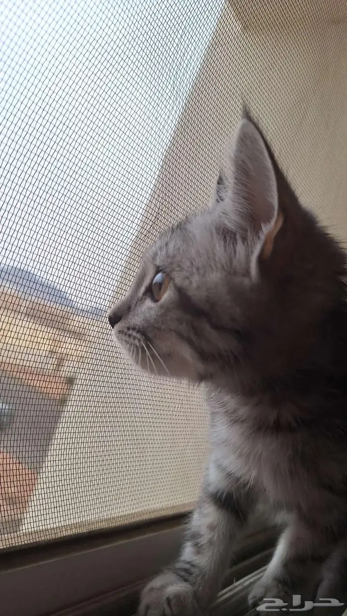 قطط للبيع _ قطه صغيره 0