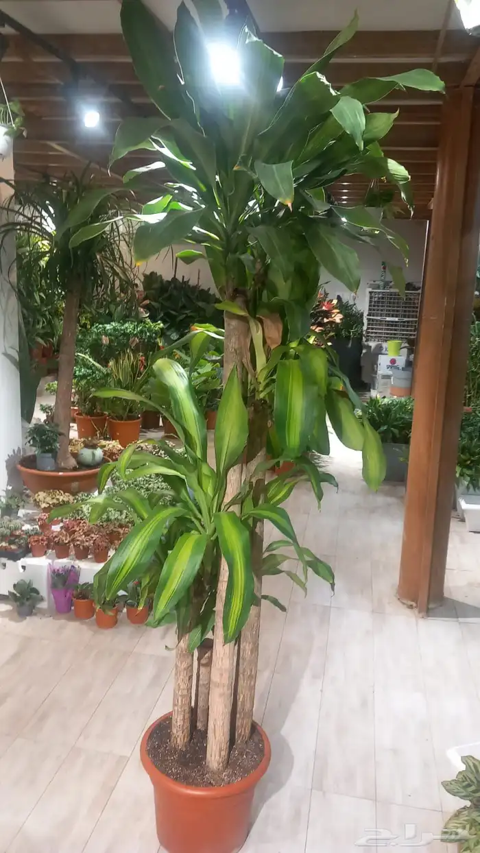 مشتل التحسين الزراعى بيع بسعر الجملة 8