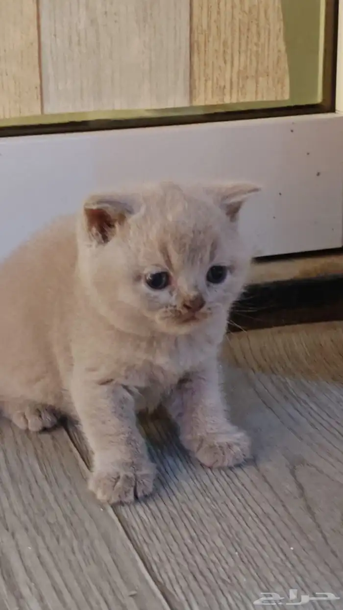 أنثى سكوتش فولد بلو بيور منتجه للبيع 2